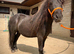 SPSBS Shetland Colt 2yo 36”