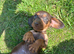 Miniature dachshund