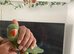 Closed ring Hand Reared Tame Talking. Baby Alexandrian Parrot