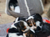 Beautiful Basset Hound Pups Ready 19th June