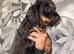 5 beautiful cocker spaniel puppies ready to leave now