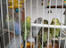 Beautiful baby budgies