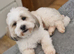Adult Lhasa Apso boy KC registered
