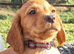 KC Registered working cocker spaniel puppies