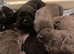 Outstanding ICCF Cane Corso Puppies – Health Tested & Home Raised