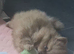 Beautiful pomeranian litter 8 weeks