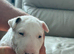 beautiful litter with champion blood lines