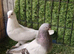 Kurdish pigeons