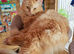 Beautiful Persian x ragdoll