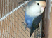 Female lovebird