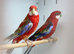 Rosella