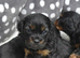 Health Tested Cavapoo Puppies
