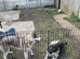 Beautiful Siberian Huskies for Sale &ndash; Well Trained, Friendly & Fully Documented