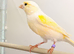 2025 yellow dimorphic hen