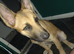 Malinois cross german shepherd