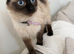 Female ragdoll