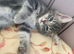 3 beautiful Maine coin mix kittens