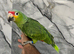 Friendly Baby Handreared Super Tame Cuddly Red Lord Amazon Parrot,4