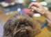 2 Beautiful Choc parti Imperial Shih Tzu bitches