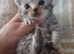 Persian Chihuahua kittens