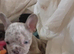 French bulldog pups, 2 x boys