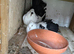 Lovely breeding pair of Indian Fantails