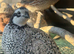 Bobwhite Quail Pairs For Sale Varying Colours