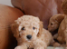 Beautiful Health Tested F1b Cavapoo Puppies