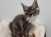 GCCF REGISTERED Pedigree Maine Coon Kittens for sale