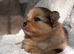 CHAMPION PEDIGREE KC POMERANIAN PUPPIES