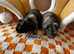 Two female skinny (werewolf) guinea pigs
