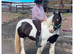 14.2hh cob