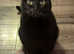Home & away pet feeding service