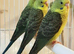 Beautiful Baby Budgies .& Cages Various. Mutations