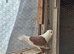 Owle for sale