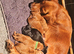 KC Reg Docked Working Cocker Pups. FTCH Lines. Health tested.