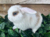 Mini lion lops