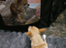 Chihuahua puppie