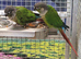 Baby Green Cheek Conure