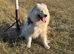 Beautiful dogs for sale