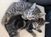 2 boy tabby&rsquo;s