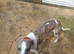 RKC Whippet Pups