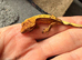 Baby crested geckos