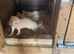 Micro Ferret
