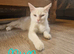 TURKISH ANGORA X