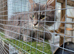 3 x 2year old female maine coon cats