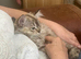 Ragdoll kitten. Female seal sepia torbie. Tica reg