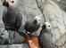 Friendly Baby HandReared Super Tame Cuddly Male African Grey Parrot,22