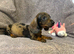 Miniature Dachshund