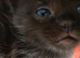 7 beautiful kittens looking for their forever homes